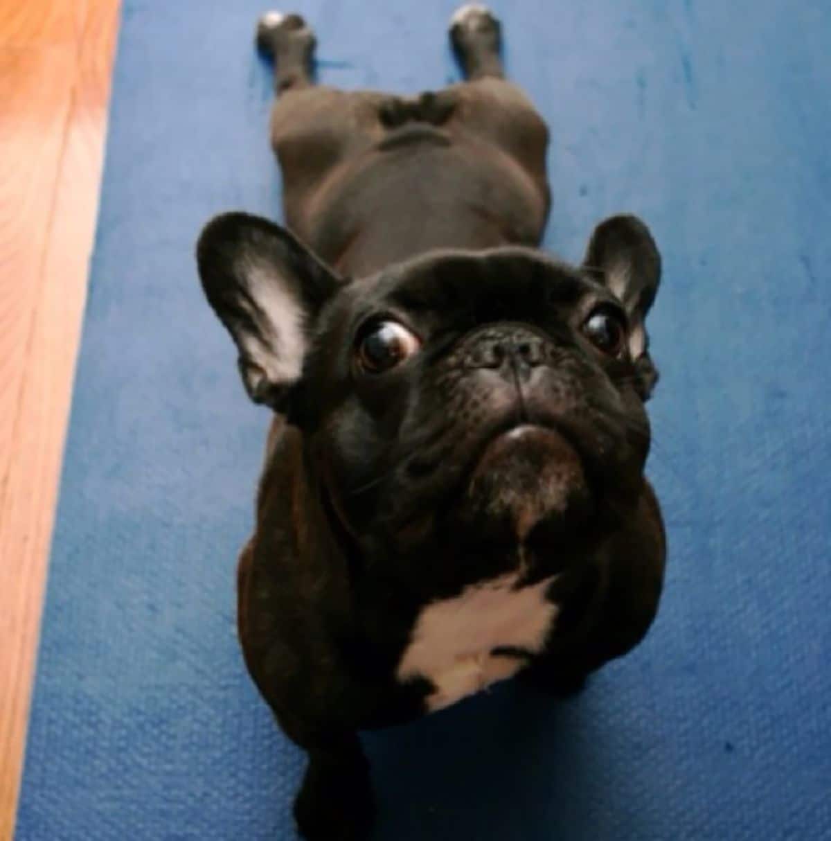 black and white french bulldog on a blue yoga mat doing an upward dog yoga pose
