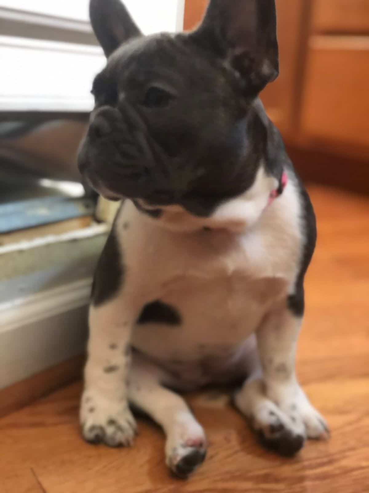 black and white french bulldog sitting on its haunches with the back legs between the front legs