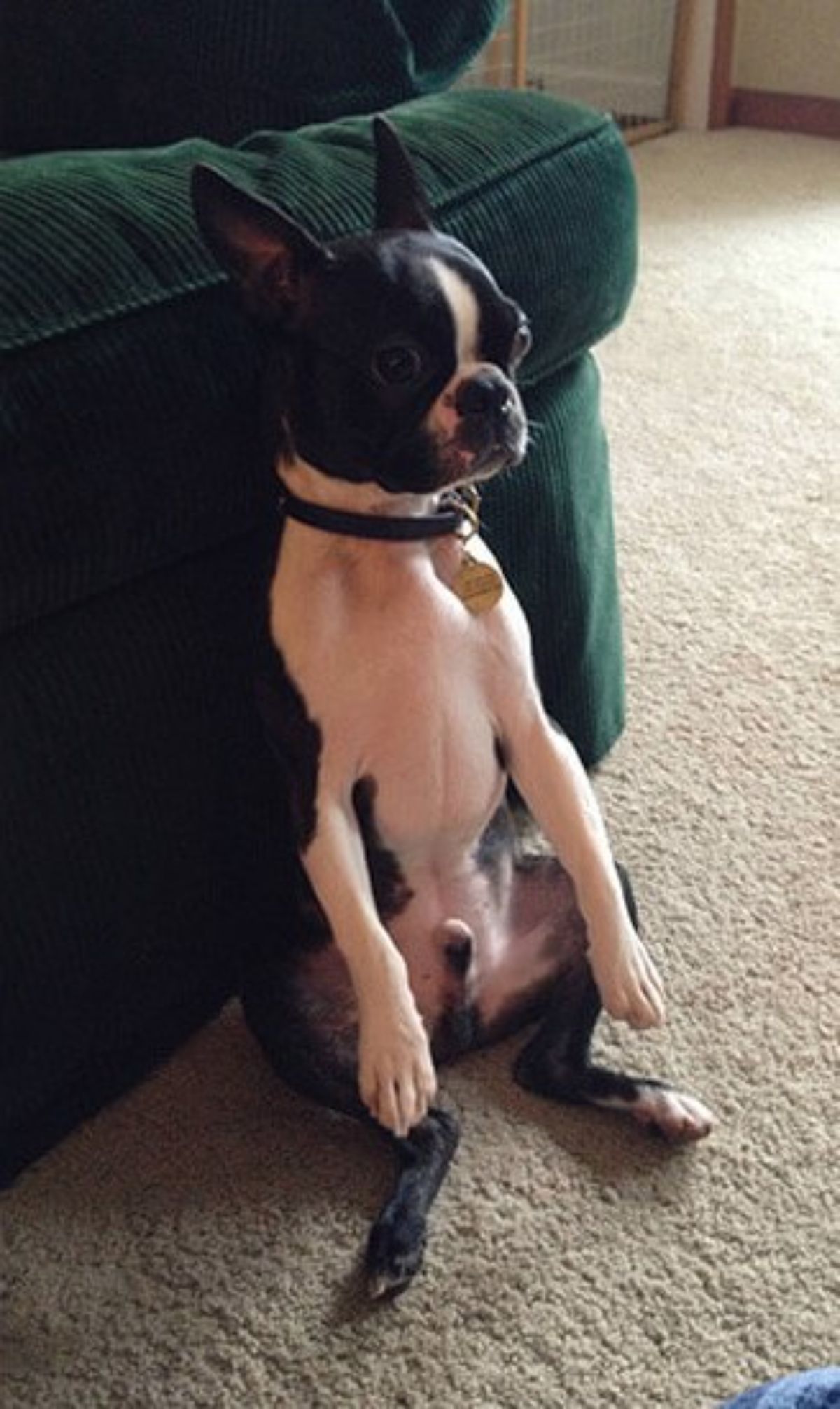 black and white french bulldog sitting up on its haunches leaning its back against a green sofa