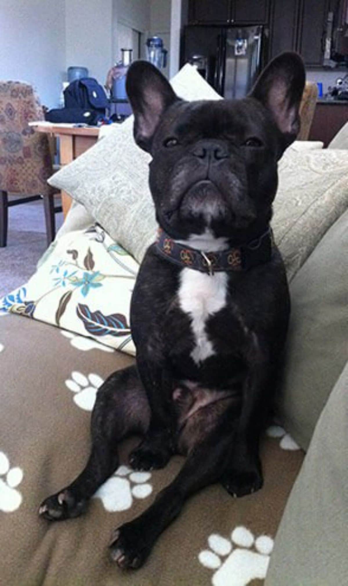 black and white french bulldog sitting up on its haunches