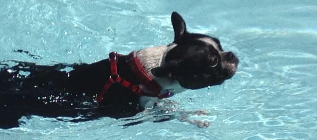 black and white french bulldog swimming in a pool
