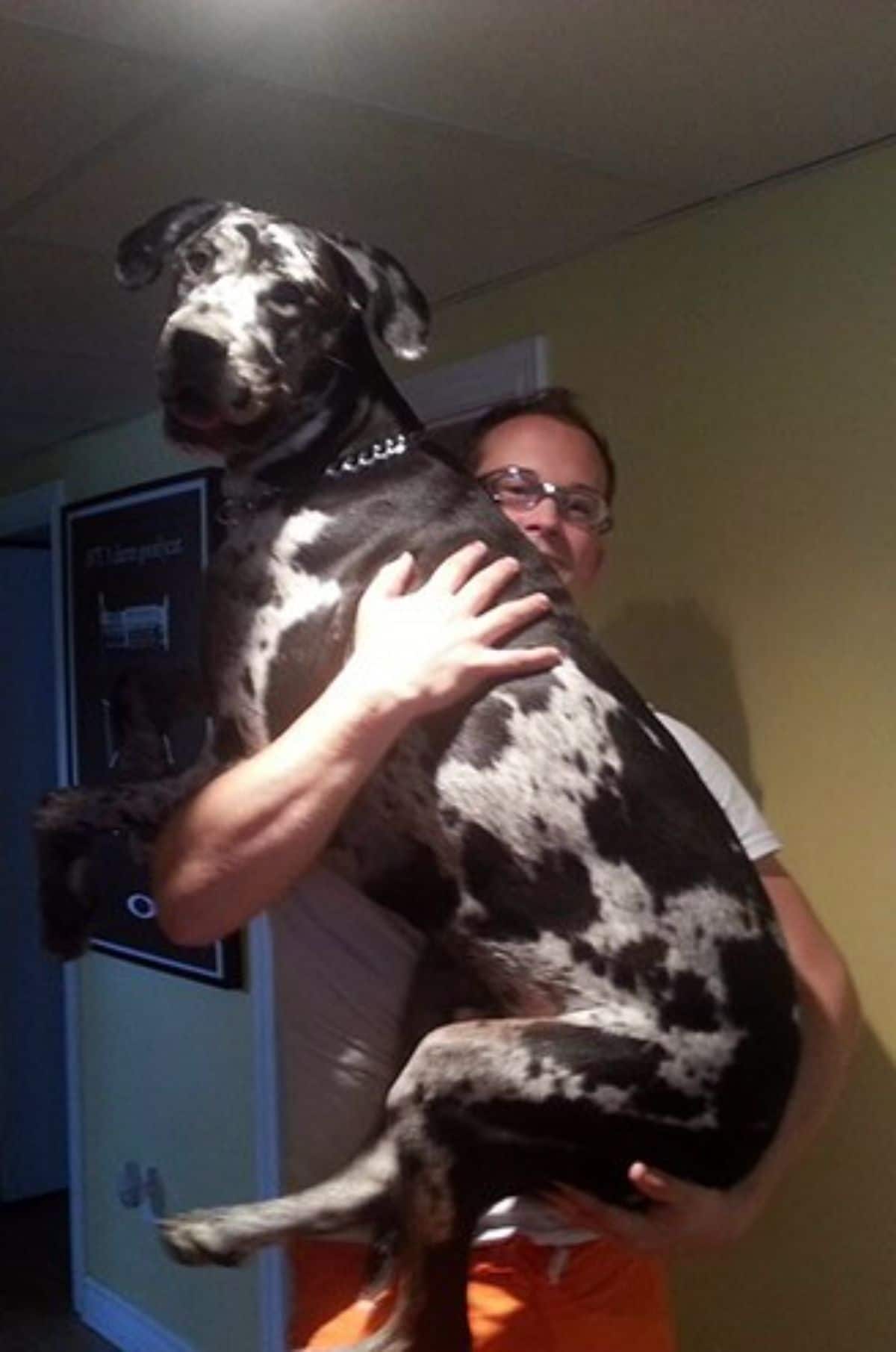 black and white great dane being held up by a man