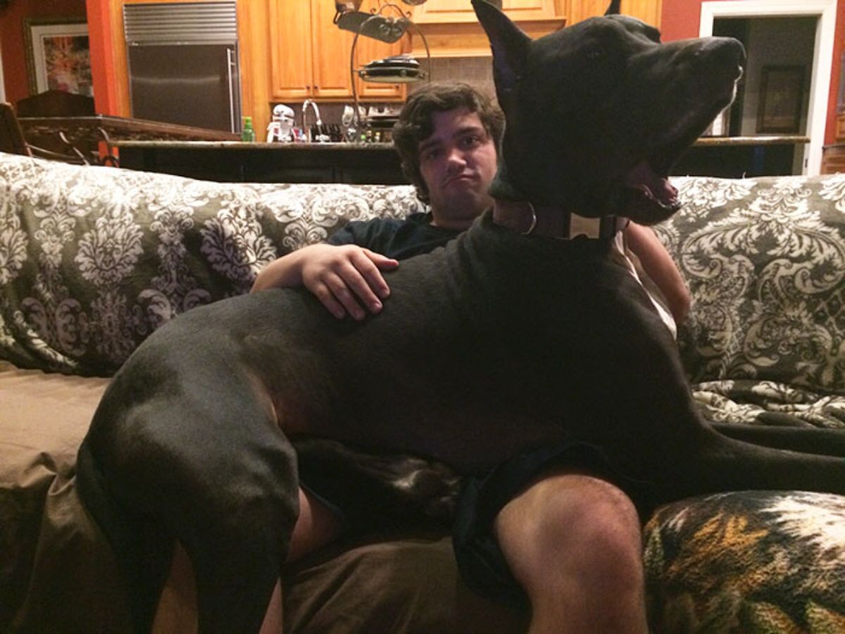 black and white great dane laying across a man's lap