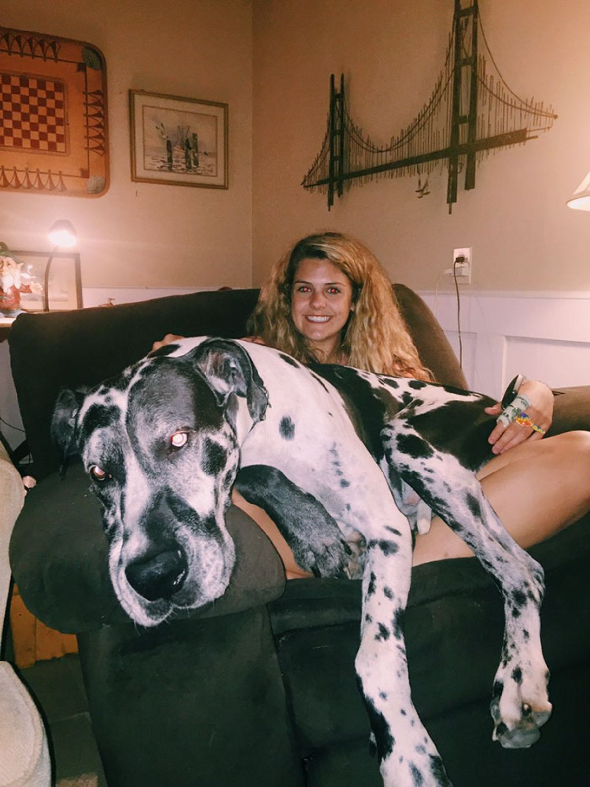 black and white great dane laying across a woman's lap