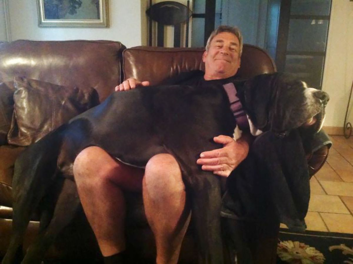 black and white great dane laying across an old man's lap