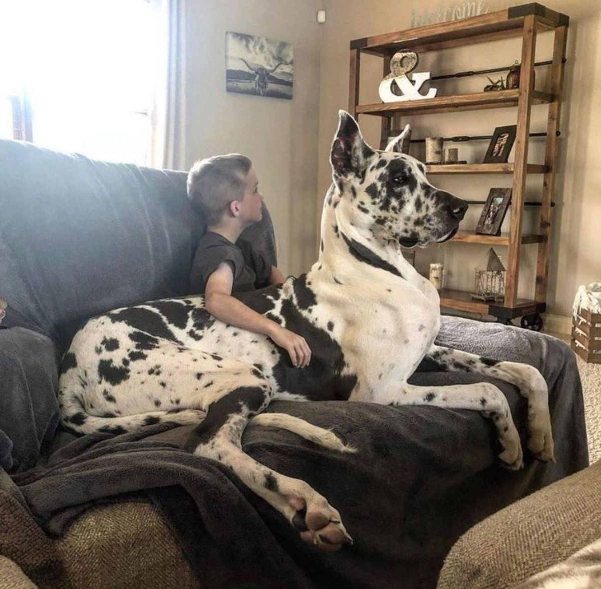 black and white great dane laying on a black sofa next to a little boy