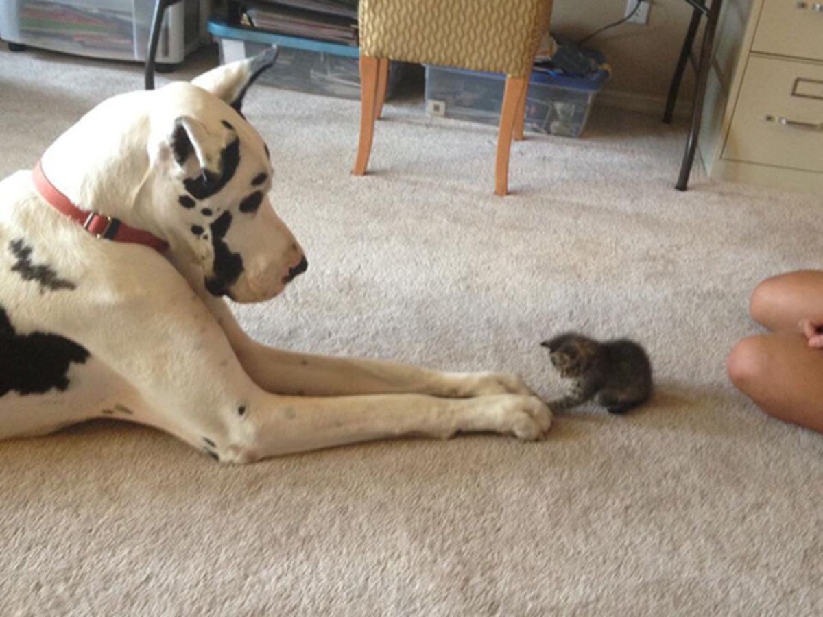 black and white great dane laying on the floor with the front legs stretched out and a grey tabby kitten holding out a paw