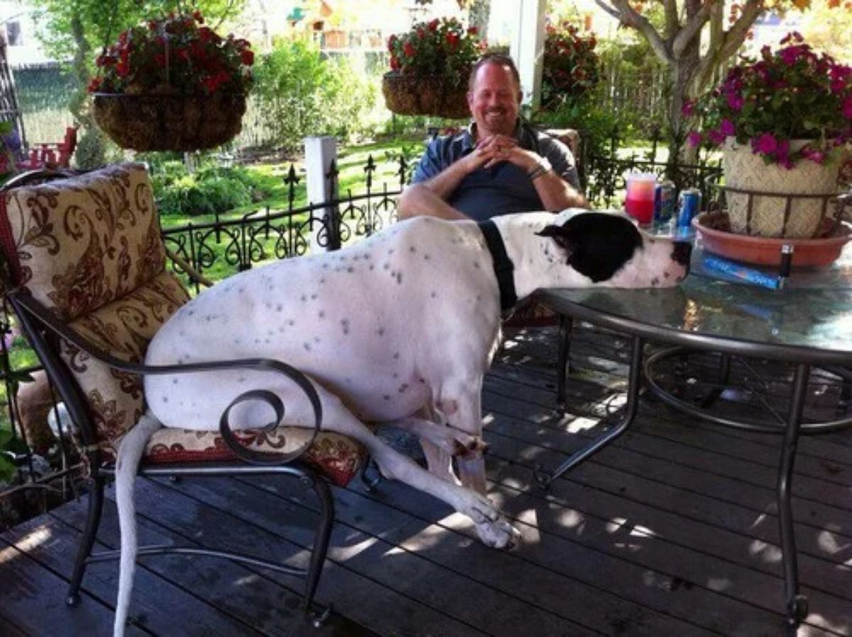 black and white great dane sitting on a chair and placing the head on a table with a man sitting behind it