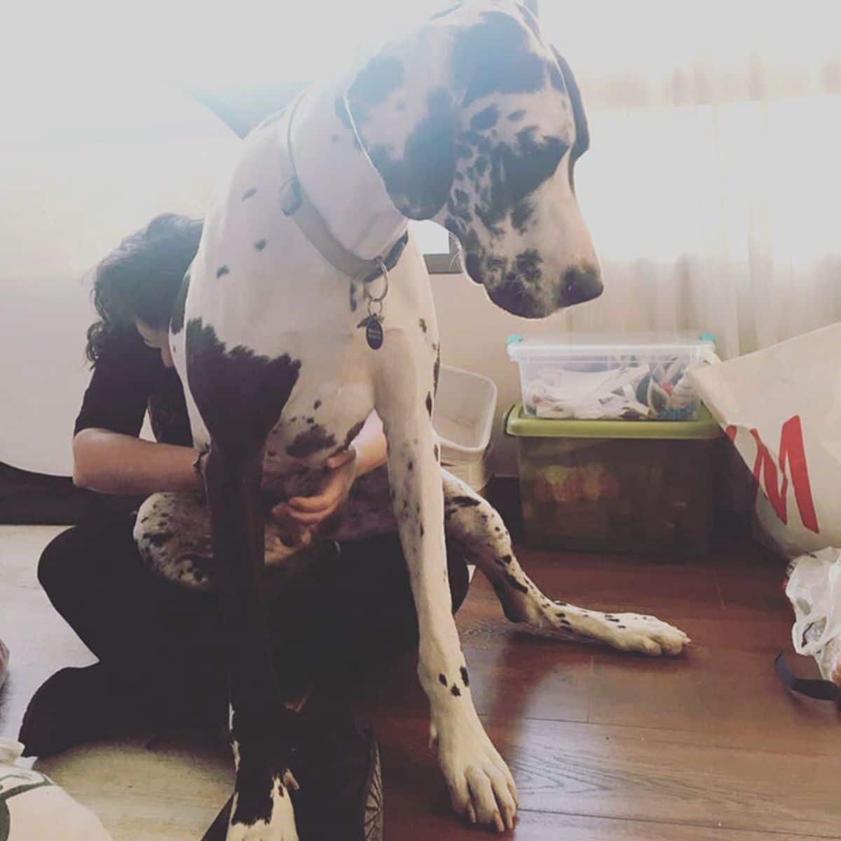 black and white great dane sitting on a man's lap and being hugged by the man