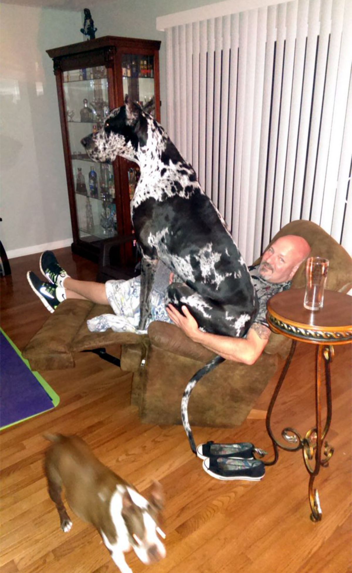 black and white great dane sitting on a man's lap