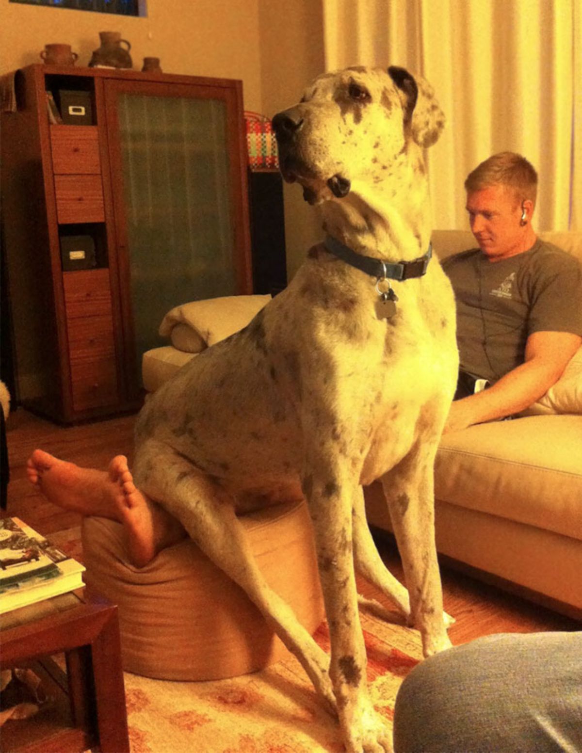 black and white great dane sitting on a man's legs on an ottoman and the dog's legs are on the floor