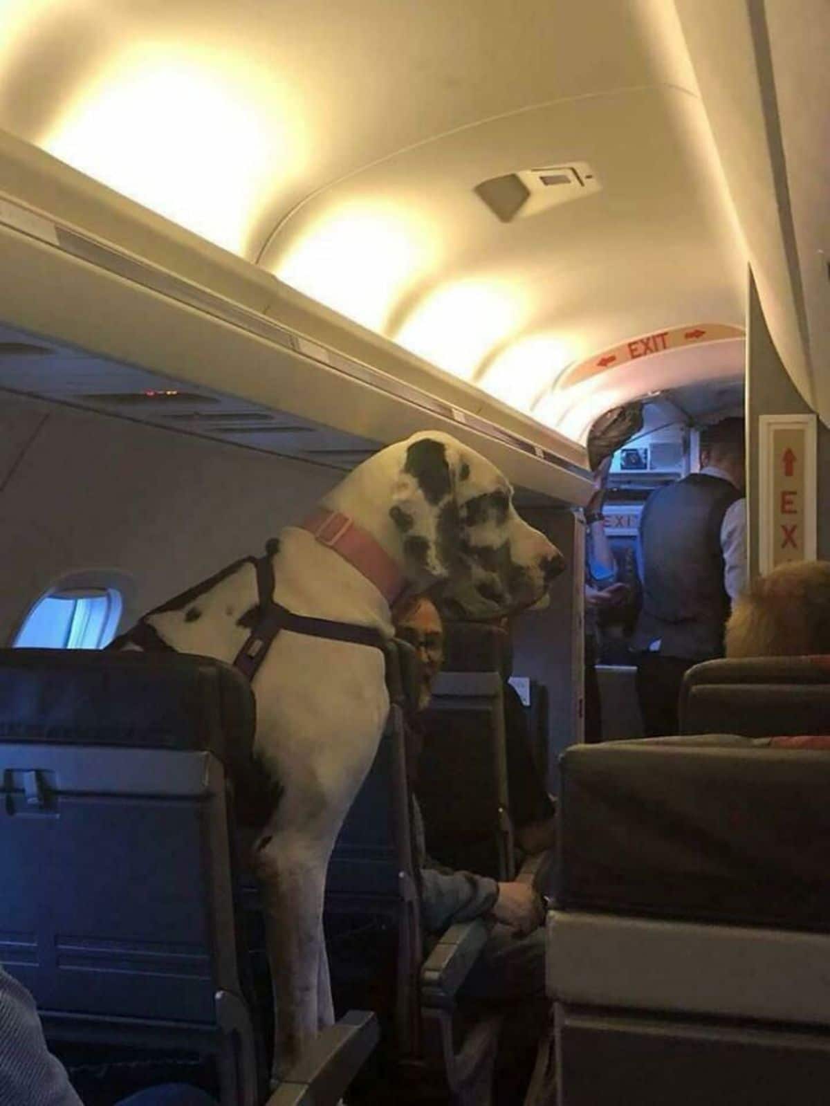 black and white great dane sitting on a plane seat