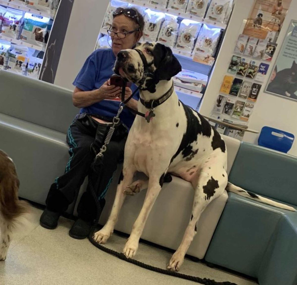 black and white great dane sitting on a seat with the front legs on the floor next to a woman