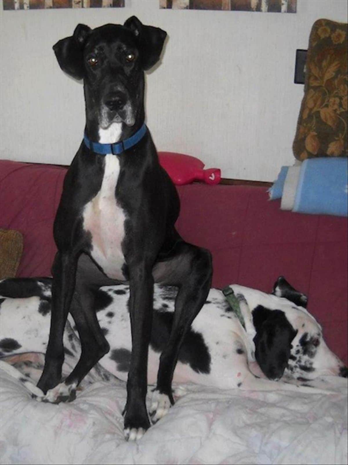 black and white great dane sitting on a white and black great dane