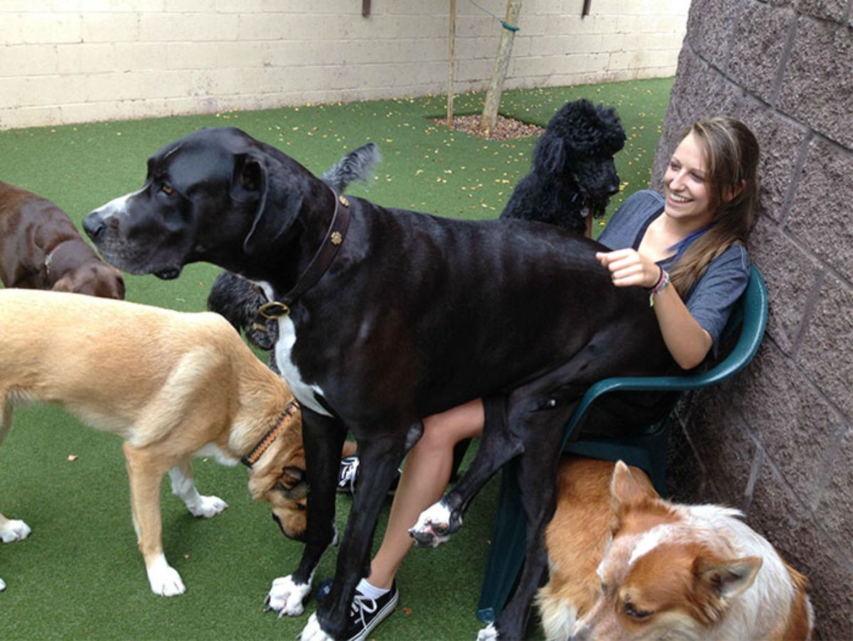 black and white great dane sitting on a woman with the front legs placed on the floor and surrounded by other dogs