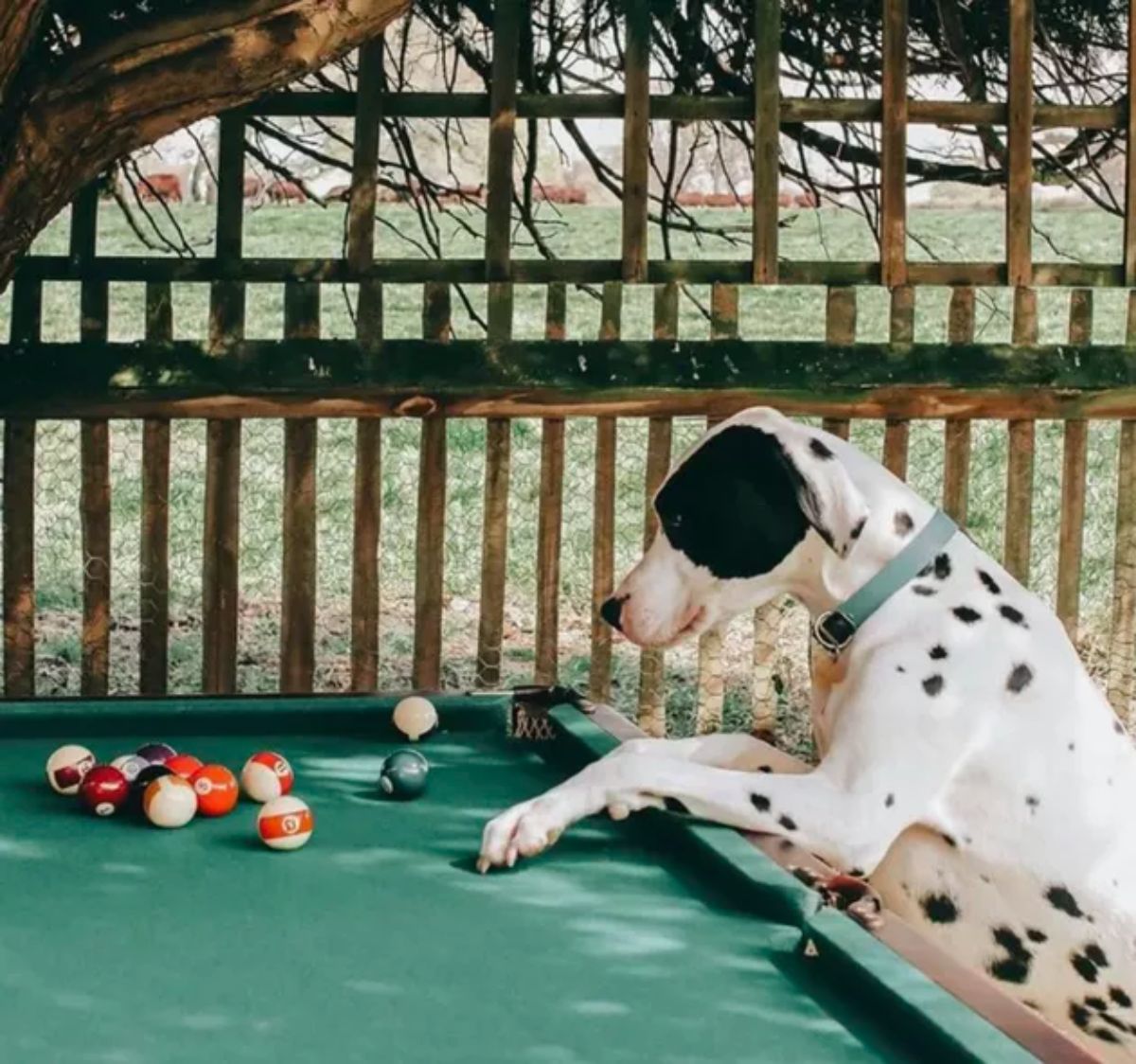 black and white great dane standing on hind legs with the front paws on a green pool table