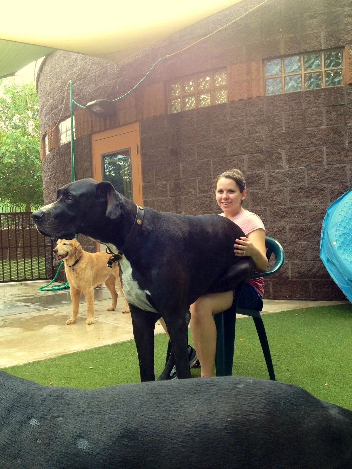 black and white great dane stting on a woman's lap with the dog's front legs on the lawn and a golden retriever in the background