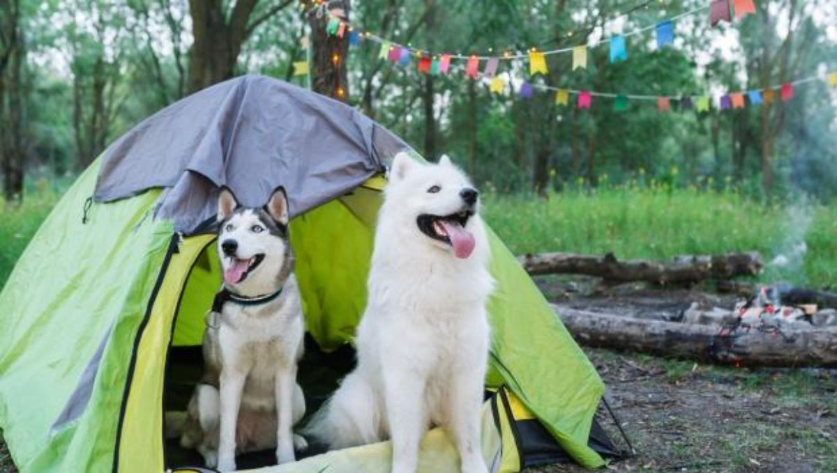 black and white husky and fluffy white dog sitting in a small green camping tent