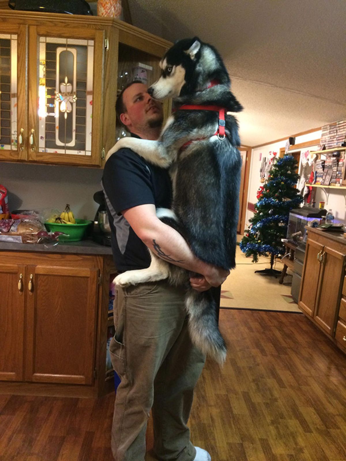 black and white husky being carried by a man