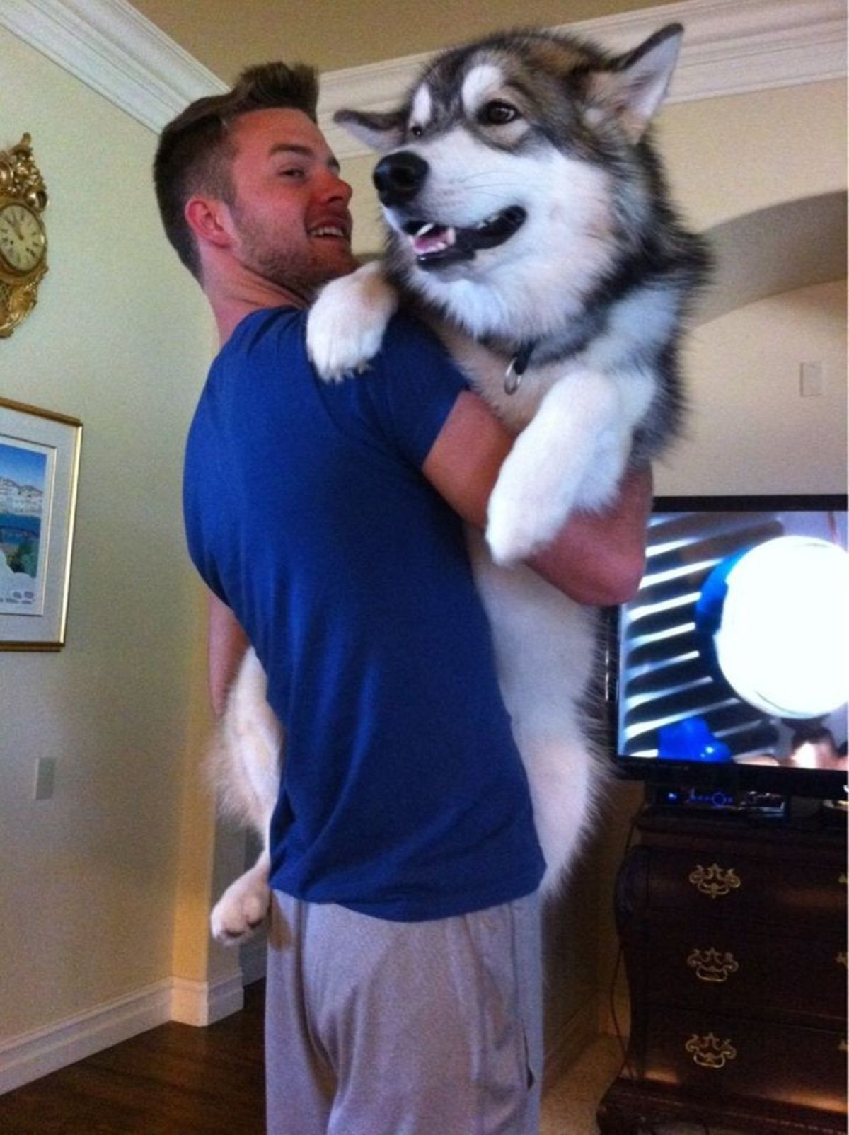 black and white husky being held up by a man