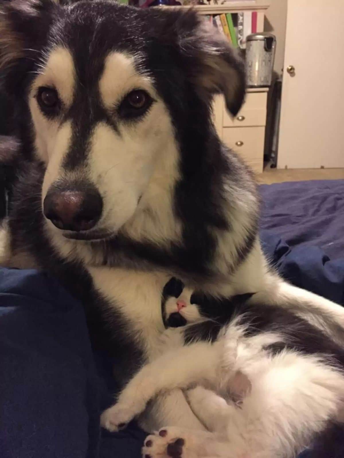 black and white husky laying on a blue bed with a black and white cat laying between the dog's front legs