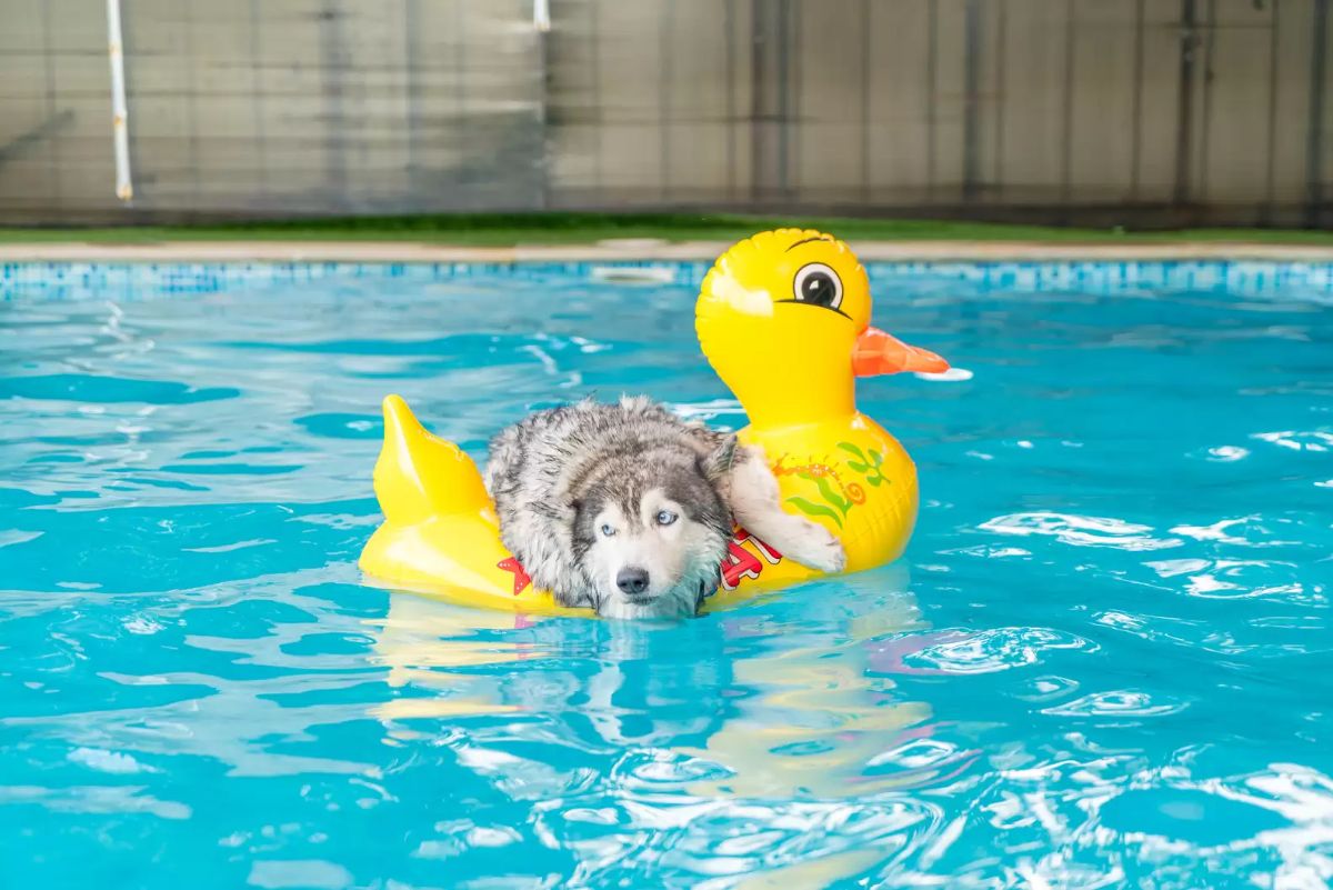 black and white husky laying on a giant yellow duck float in a swimming pool