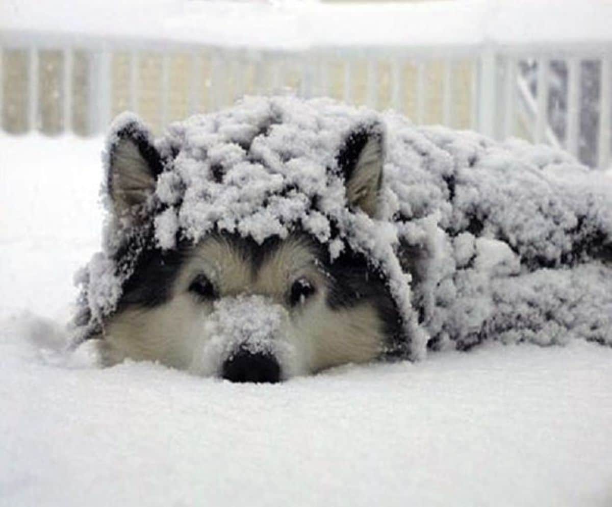 black and white husky laying on snow and covered in snow