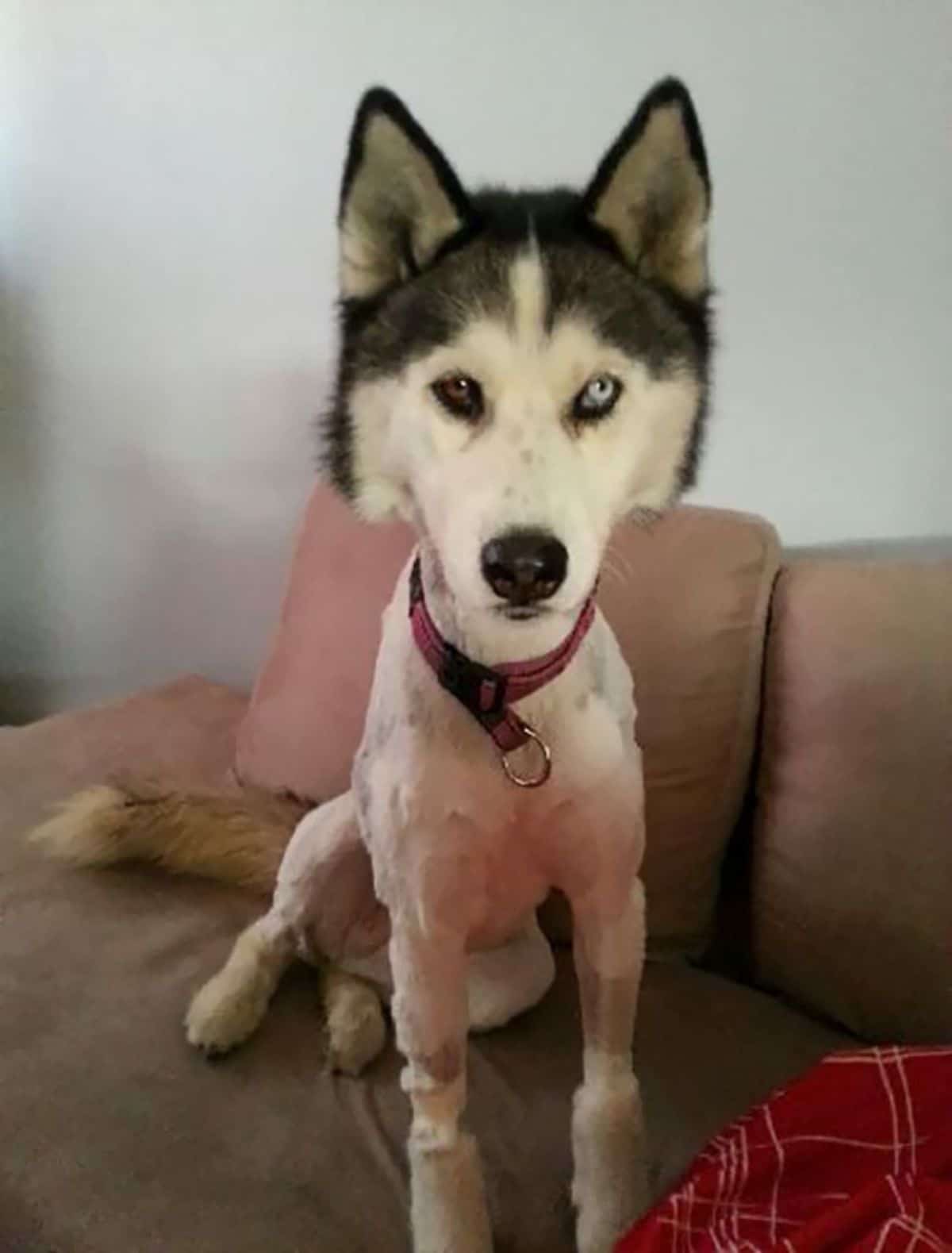 black and white husky on a pink sofa with the body shaved and only having fur on the head and tail