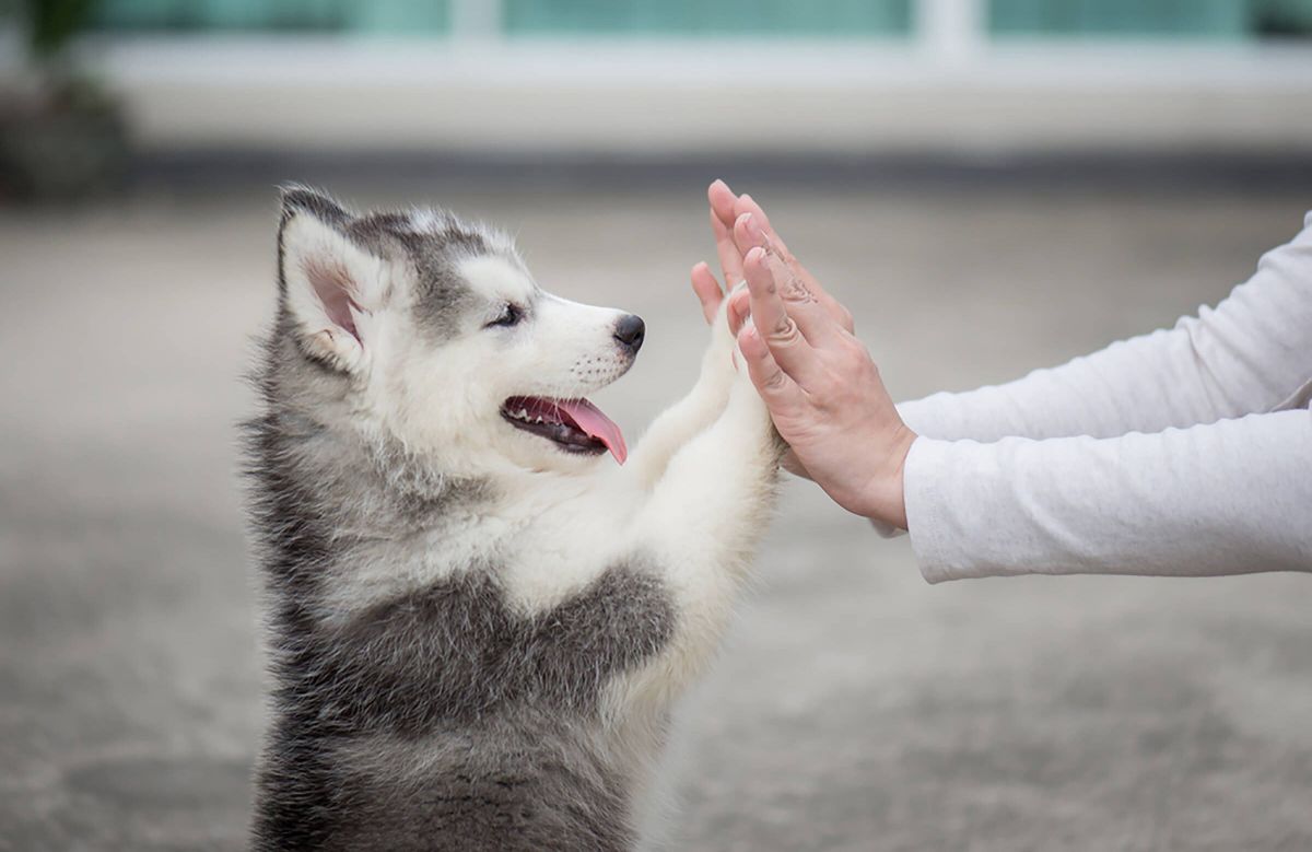 black and white husky puppy on hind legs and giving a person a high ten
