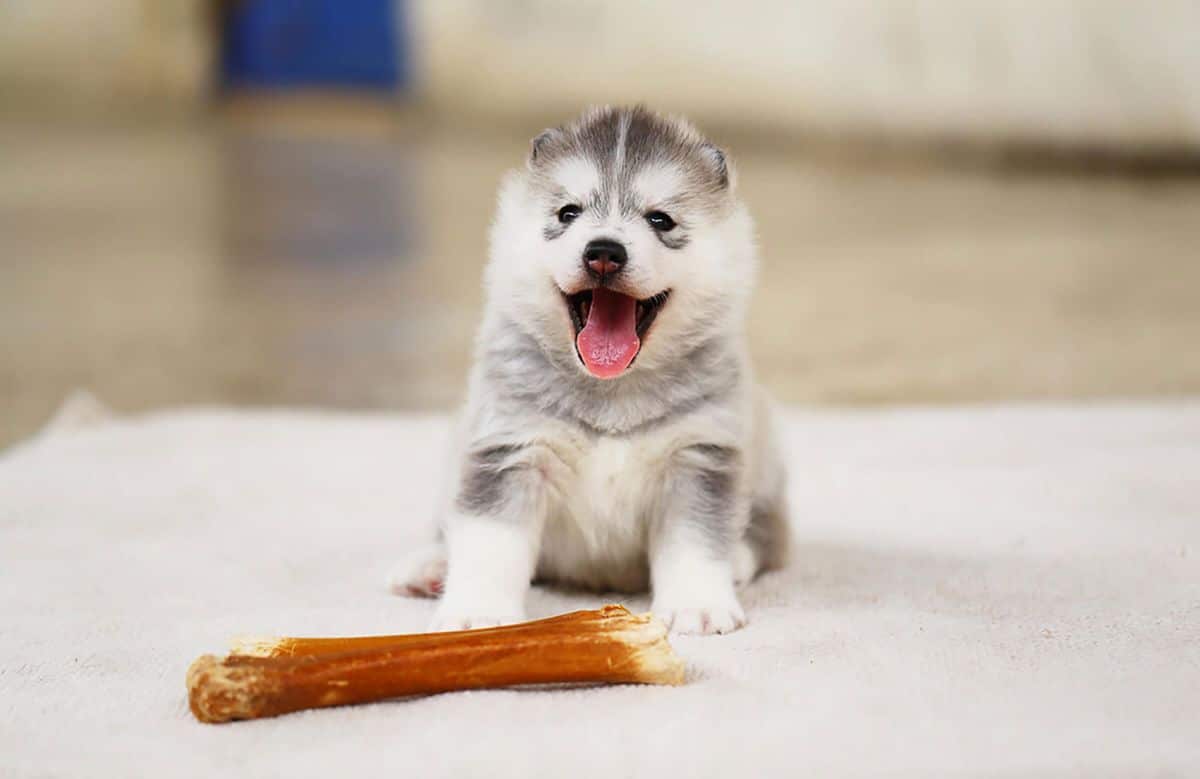 black and white husky puppy sitting in front of a partly-chewed brown dog bone