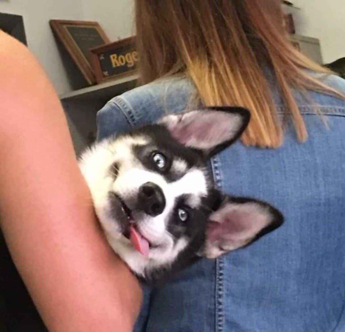 black and white husky puppy with tngue sticking out being held like a baby by someone