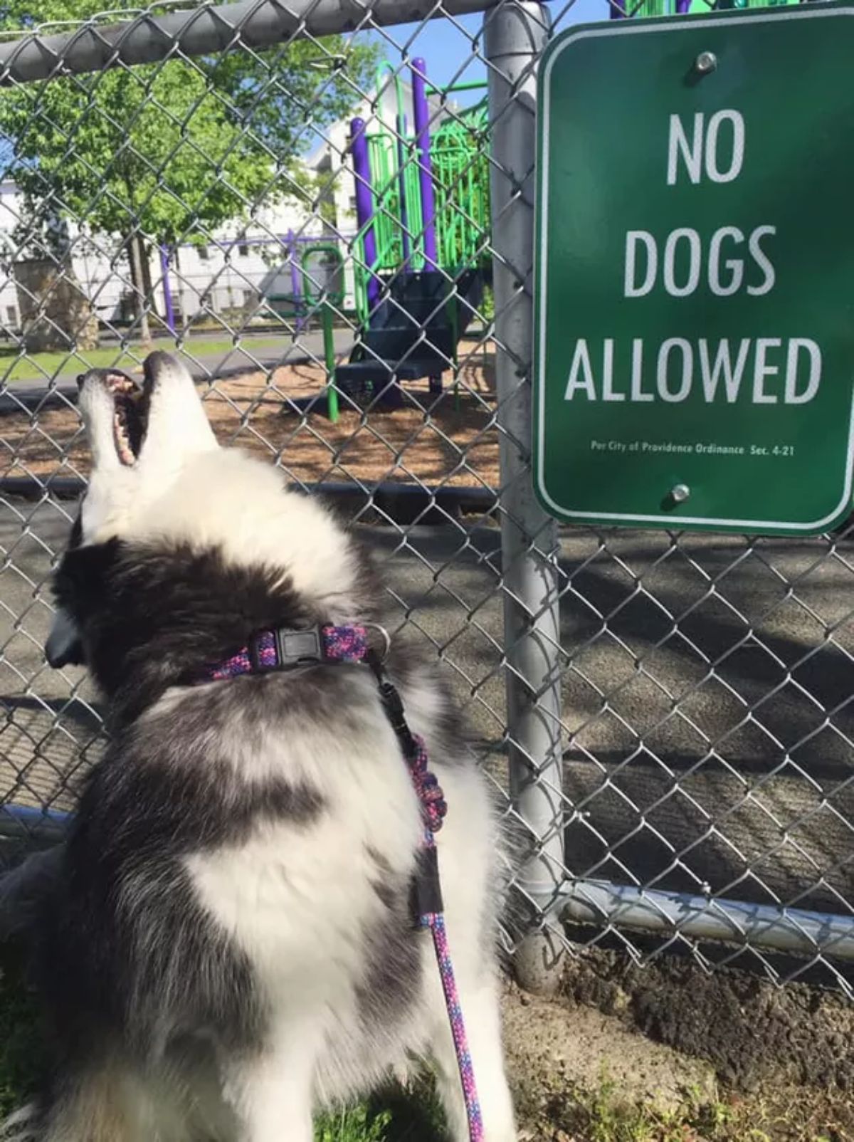 black and white husky sitting and hwoling by a sign saying NO DOGS ALLOWED