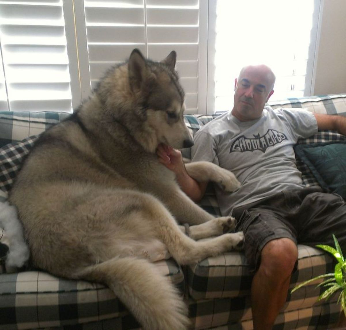 black and white husky sitting on a plaid sofa next to a man giving the dog chin scritches