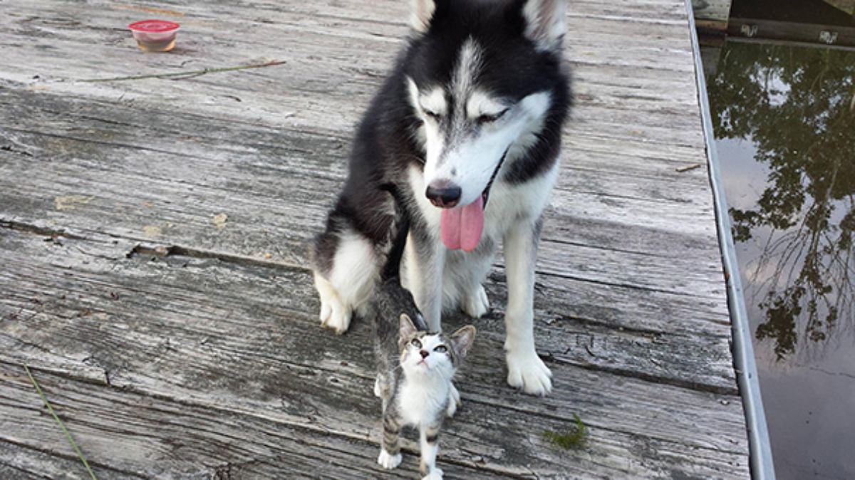 black and white husky sitting on a wooden platform with a grey and whitr tabby kitten looking up at it