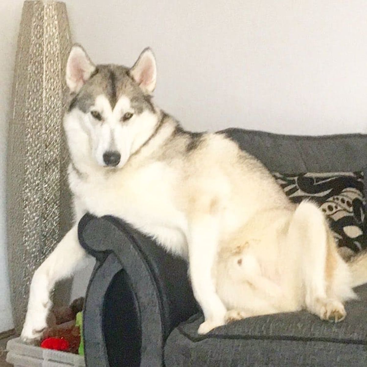 black and white husky sitting up on a black sofa with one leg hanging off the side