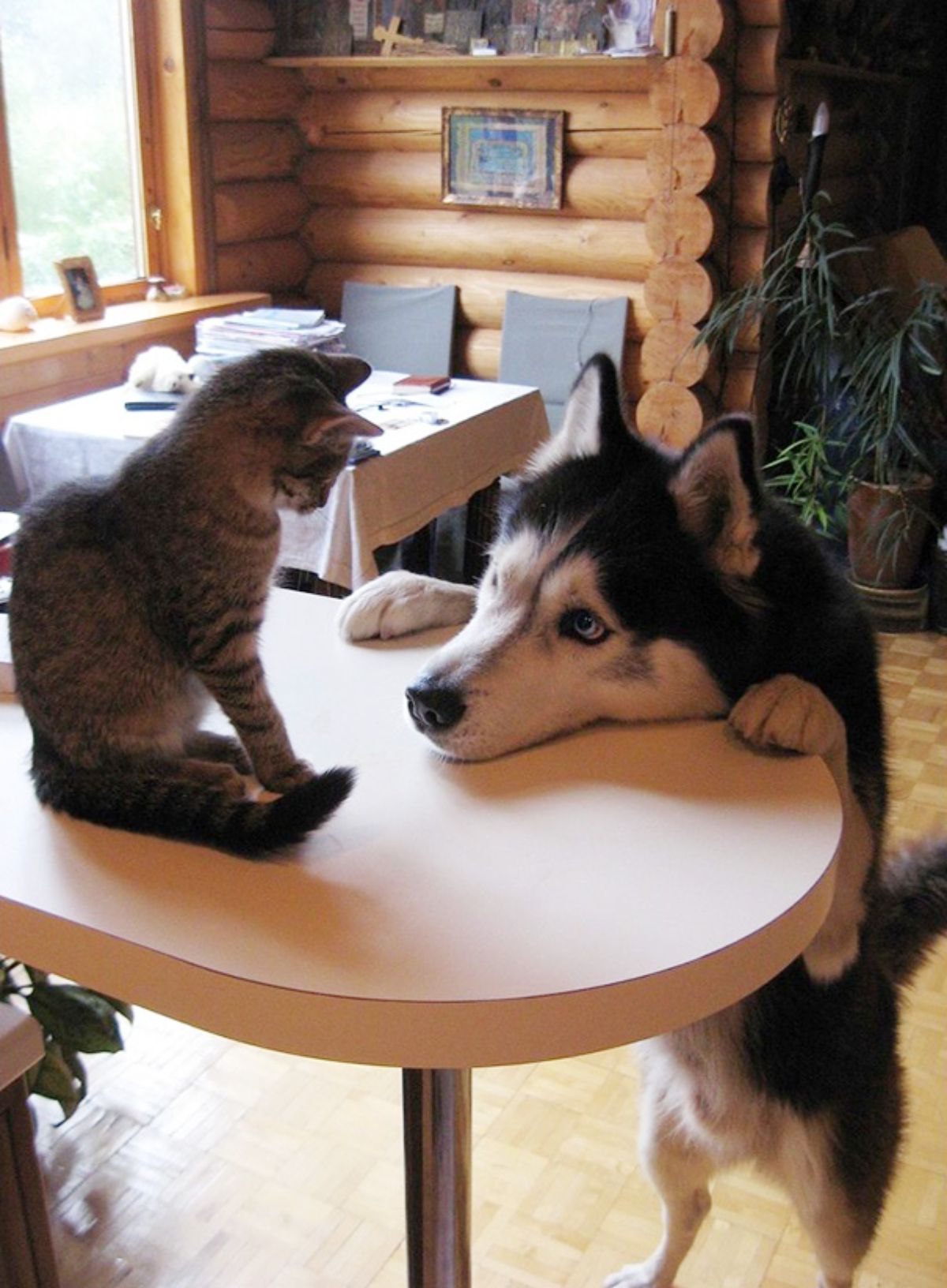 black and white husky sitting up on hind legs with front paws on a brown table looking at a grey tabby kitten sitting on it