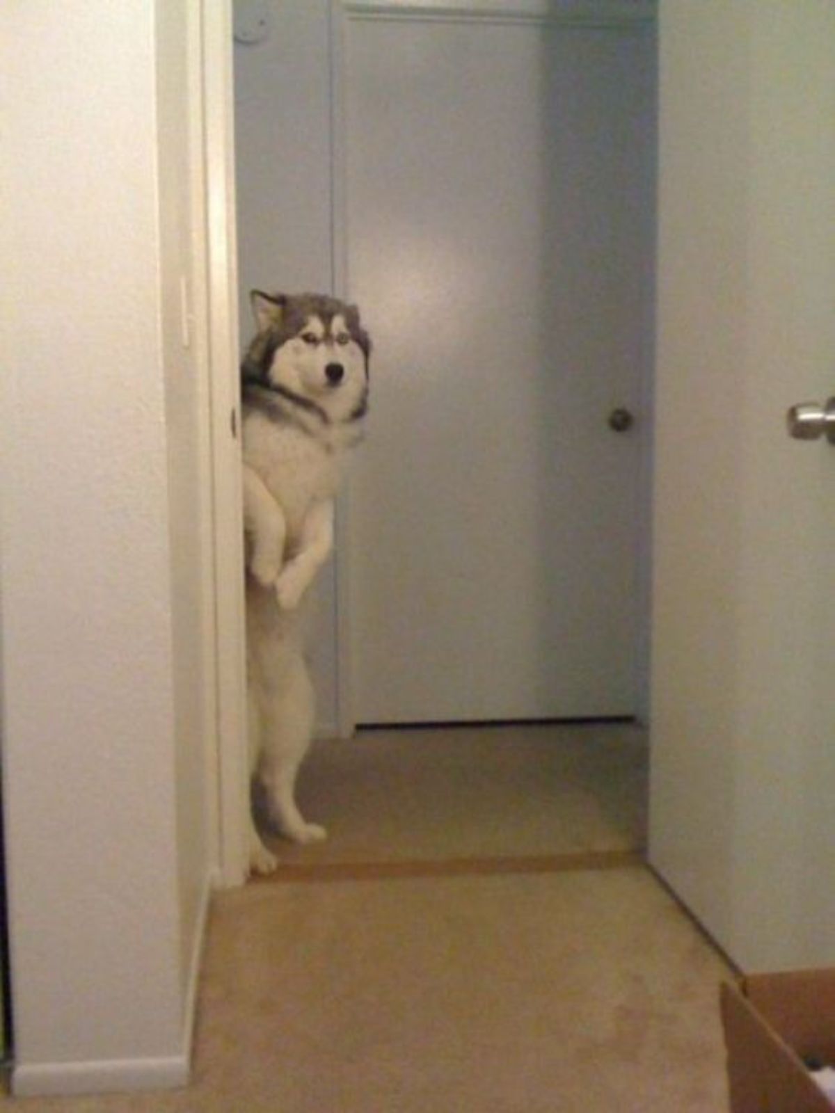 black and white husky standing on hind legs and peering around a doorway