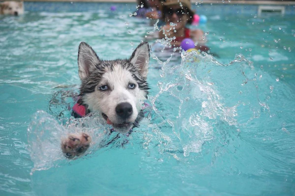 black and white husky swimming in a pool