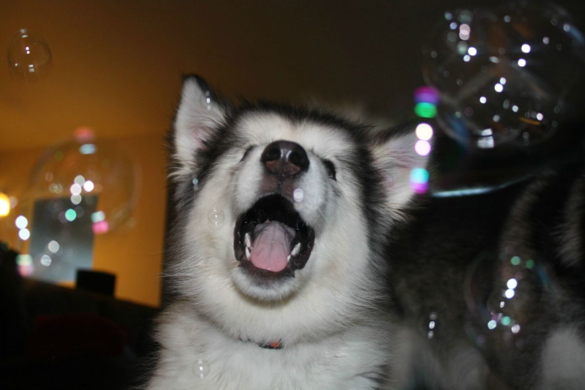 black and white husky trying to catch soap bubbles in its mouth