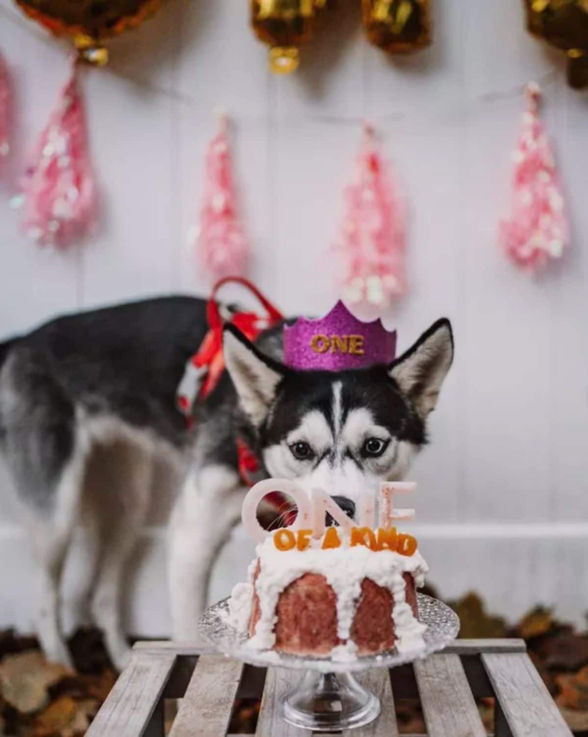 black and white husky wearing a red glitter crown and in front of a brown and white birthday cake