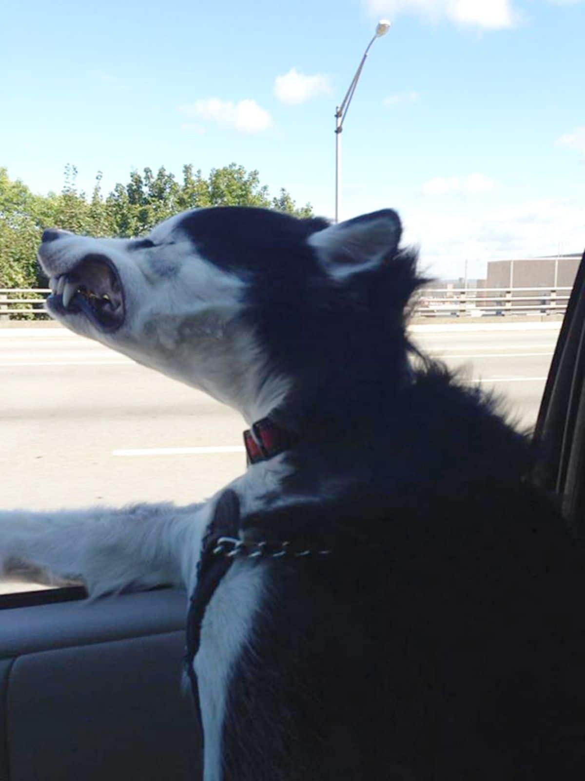 black and white husky with the head sticking out of the car window and the wind blowing the lips back