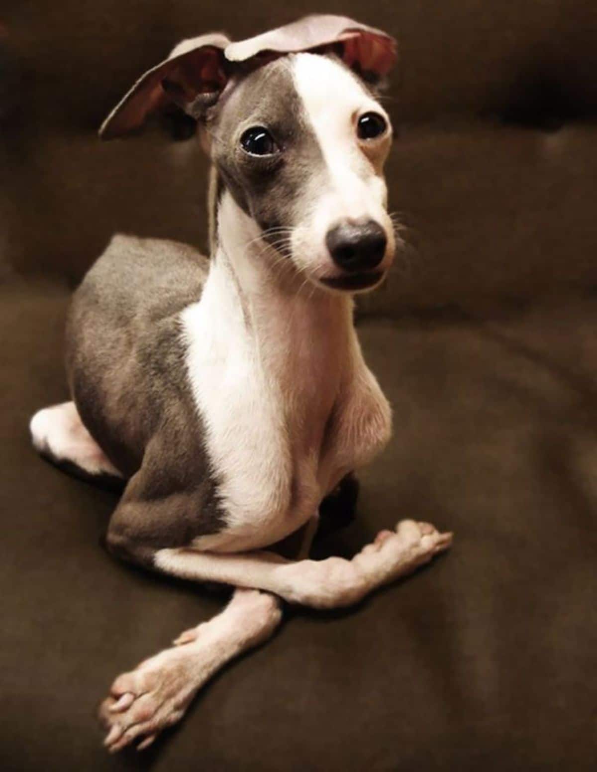 black and white italian greyhound sitting with the front legs crossed