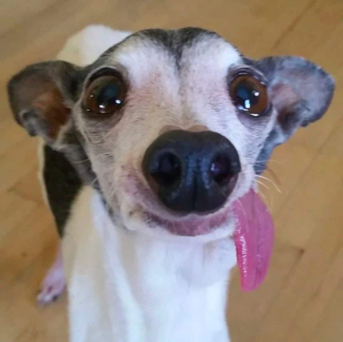 black and white italian greyhound with the tongue hanging out the side