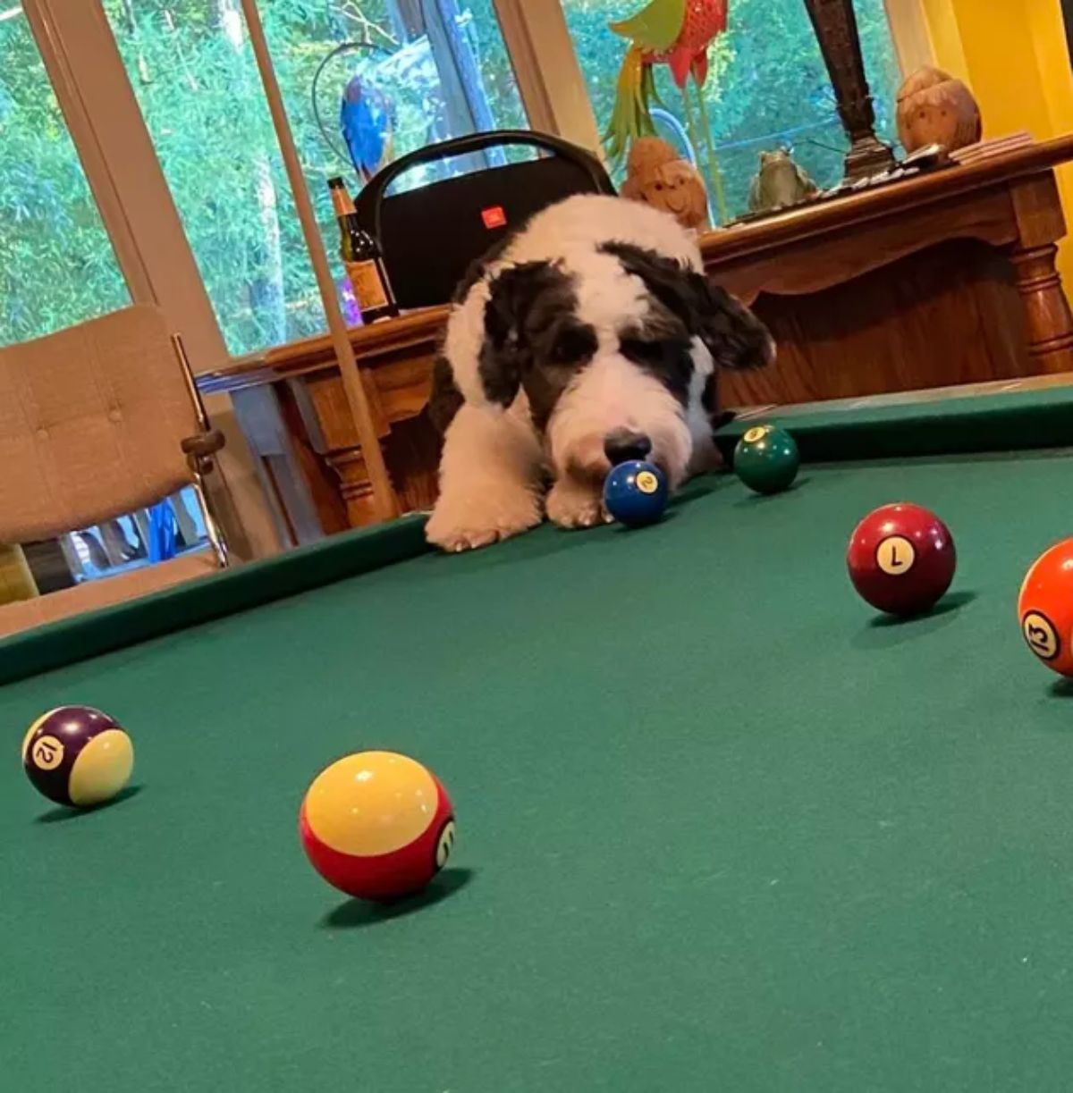 black and white old english sheepdog standing on hind legs with front paws on a green pool table and sniffing a blue pool ball