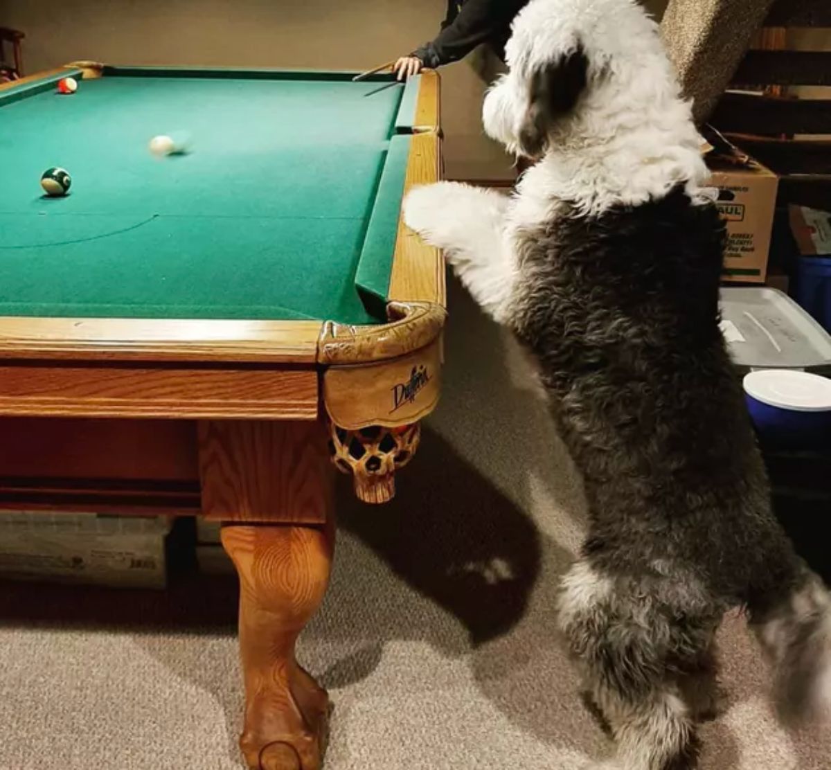 black and white old english sheepdog standing on hind legs with one paw on a pool table next to a man