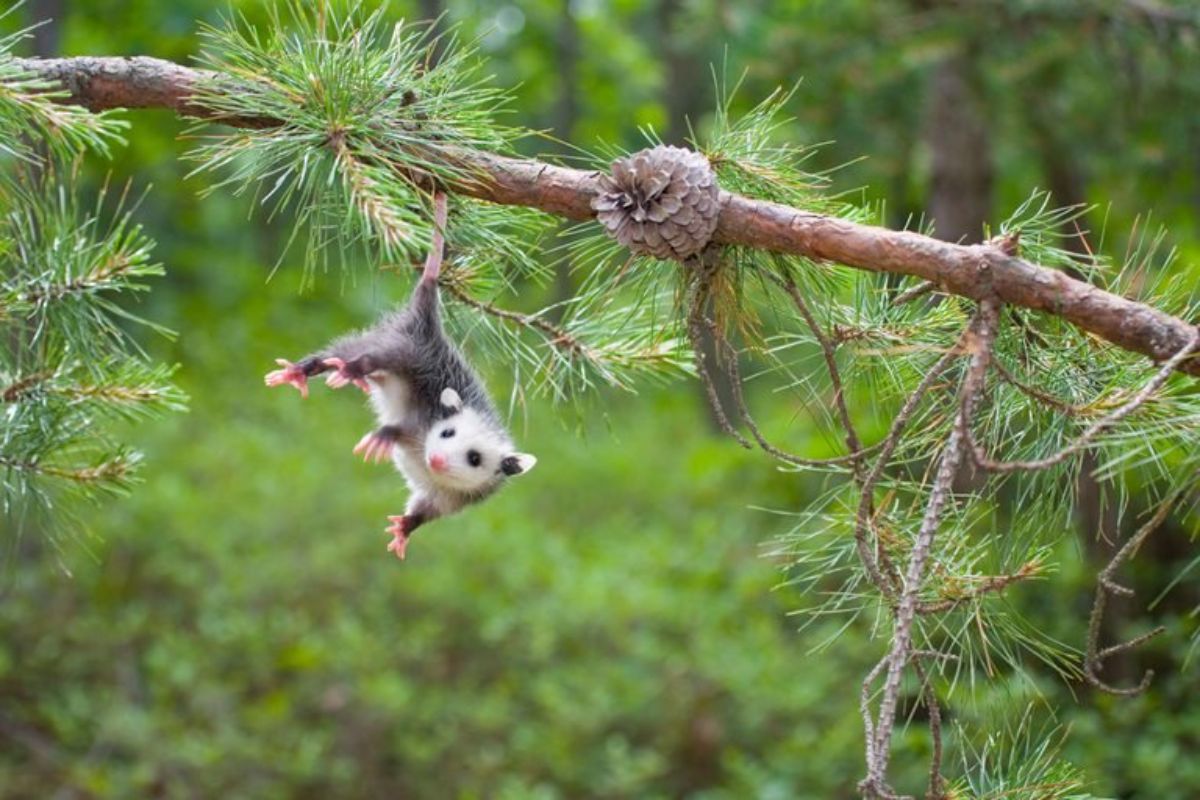 black and white opossum baby hanging off of tree branch by its tail