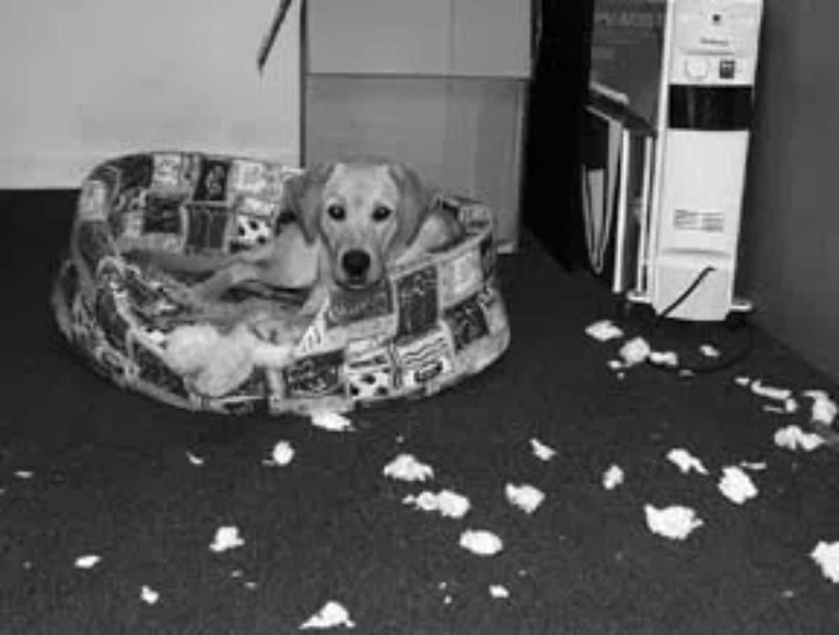 black and white photo of a yellow labrador retriever puppy laying in a ripped up dog bed