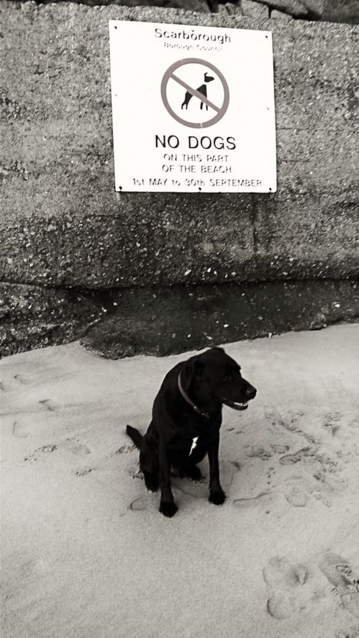 black and white photo of black dog sitting on a beach under a NO DOGS allowed ON THIS PART OF THE BEACH sign