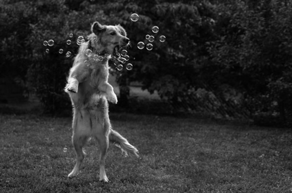 black and white photo of dog standing on hind legs surrounded by soap bubbles