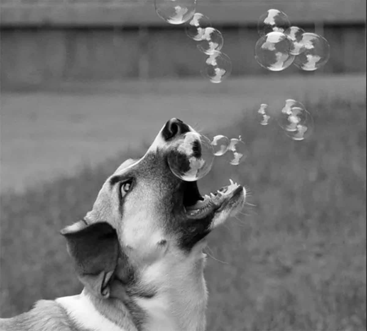 black and white photo of dog trying to catch soap bubbles in its mouth